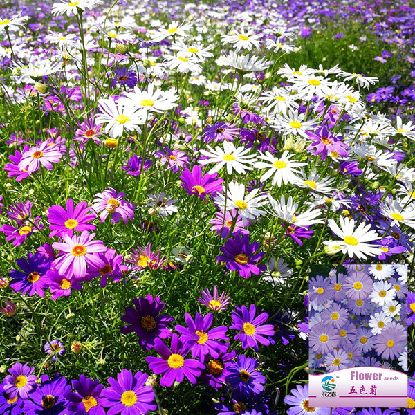 Swan River Daisy, 1g