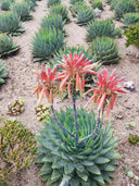 Aloe Polyphylla