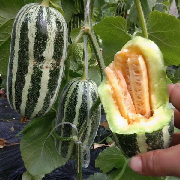 'Boyang No.9' Sesame Honey Melon, 500 Seeds
