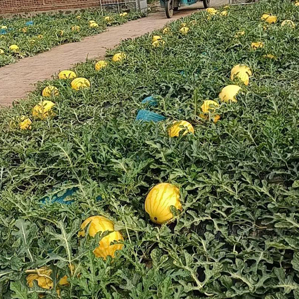 'Fuqi Chaoyang' Watermelon Seeds, 200 Seeds