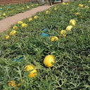 'Fuqi Chaoyang' Watermelon Seeds, 200 Seeds