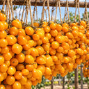 430 Piennolo del Vesuvio Giallo Tomato, 5 Seeds