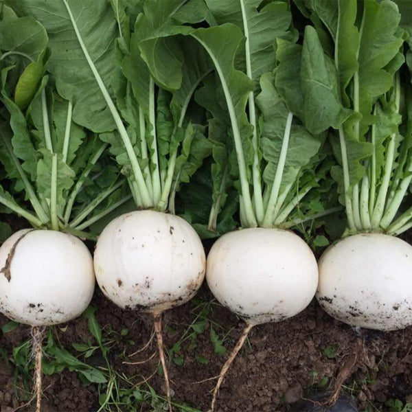 Large Round White Radish F1 Seeds, 10g