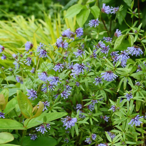 Blue Woodruff Seeds, 200 Seeds