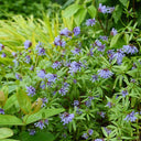 Blue Woodruff Seeds, 200 Seeds