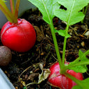 Red Cherry Radish Seeds, 10g