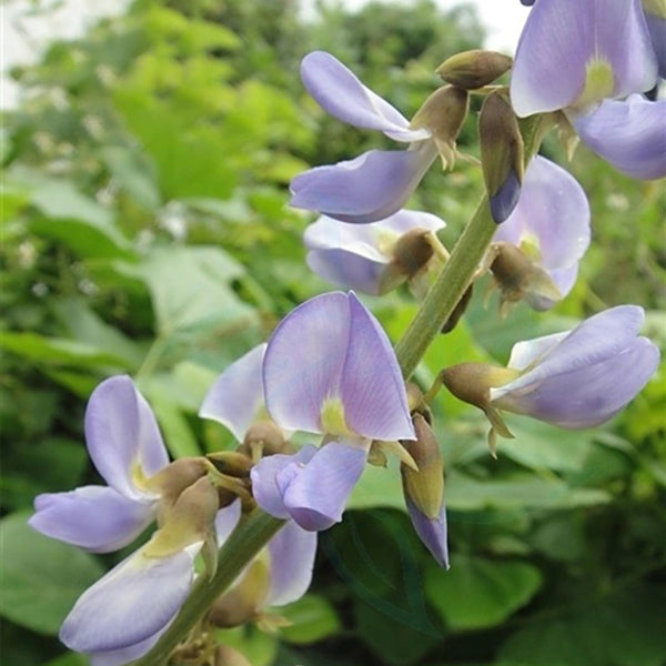 Yam Bean Seeds, 100 Seeds
