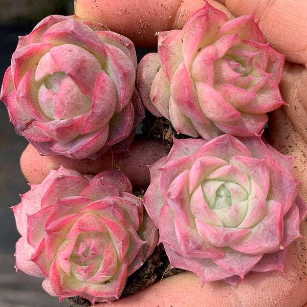 Echeveria 'Silhouette', 3pcs x 1-head