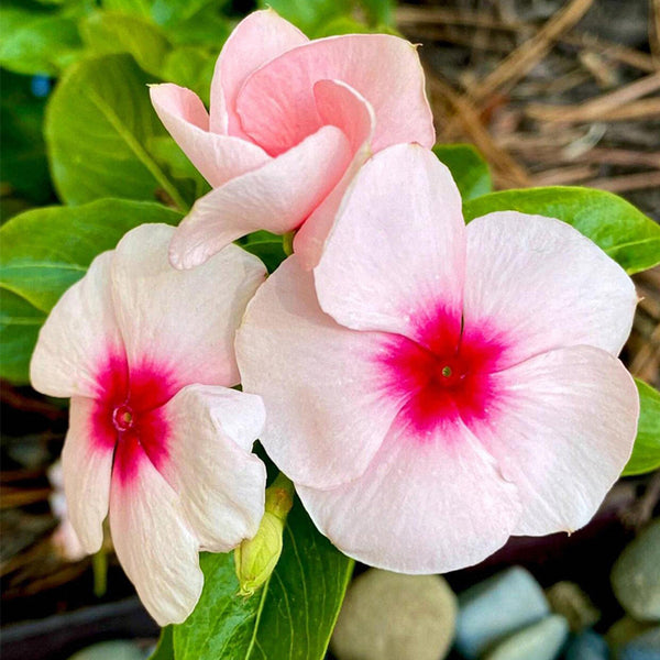 Pink Madagascar Periwinkle Seeds, 100 Seeds
