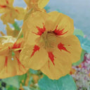 Sunburst' Yellow Nasturtium Seeds, 50 Seeds