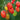 845 Sweet Plum Cherry Tomato, 5 Seeds