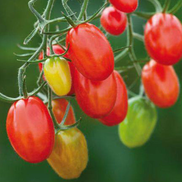 845 Sweet Plum Cherry Tomato, 5 Seeds