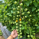 51 Ovelia Tomato, 5 Seeds