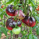 345 Junior Sergeant Tomato, 5 Seeds