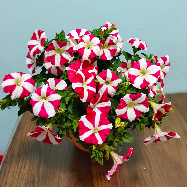 Red Star Hybrid Petunia, 100 Seeds