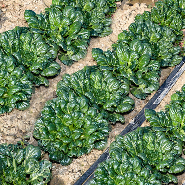 Flat Cabbage Seeds, 10g