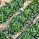 Flat Cabbage Seeds, 10g