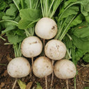 Large Round White Radish F1 Seeds, 10g