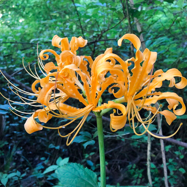Yellow Spider Lily, 3 Bulbs