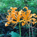 Yellow Spider Lily, 3 Bulbs