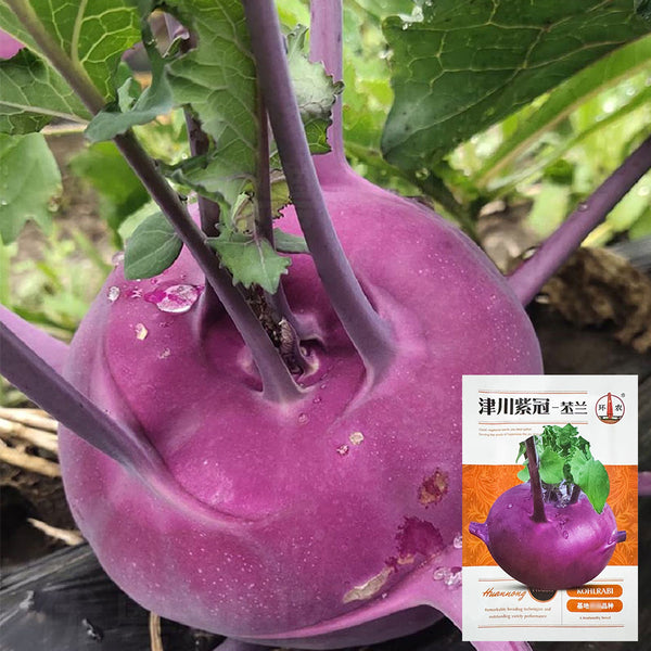 Jinchuan Purple Crown Kohlrabi Seeds, 10g