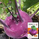 Jinchuan Purple Crown Kohlrabi Seeds, 10g
