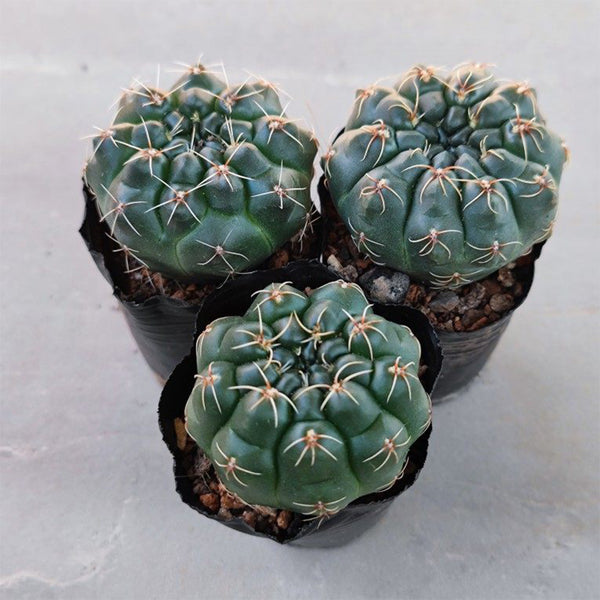 Baldian's Gymnocalycium Cactus, 3-4cm