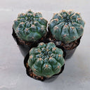 Baldian's Gymnocalycium Cactus, 3-4cm