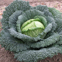 Savoy Cabbage Seeds, 20 Seeds