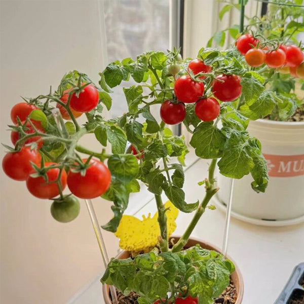 660 Mini Krasny Milo Tomato, 5 Seeds