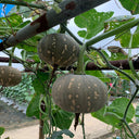 Xiangmi Small Pumpkin Seeds