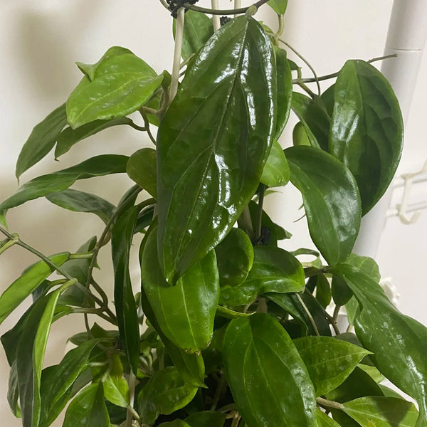 Hoya UT-033, 5 Cuttings