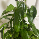 Hoya UT-033, 5 Cuttings