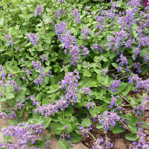 Fragrant Mint (Nepeta × faassenii) Seeds, 100 Seeds