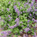 Fragrant Mint (Nepeta × faassenii) Seeds, 100 Seeds