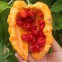 Apple-Type Bitter Melon Seeds, 5 Seeds