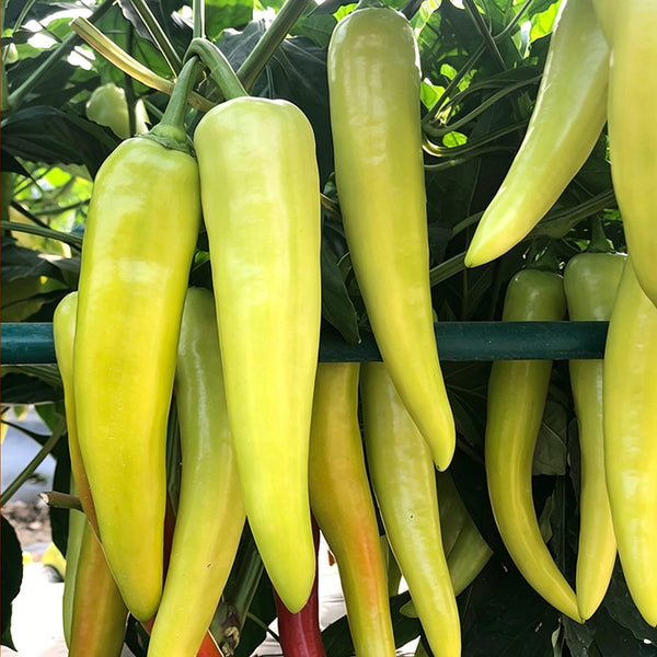 Baifeicui Pepper Seeds, 0.5g