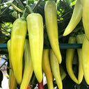 Baifeicui Pepper Seeds, 0.5g