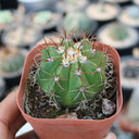 Melocactus matanzanus, 3-4cm