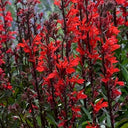 'Queen Victoria' Cardinal Flower, 10 Pelleted Seeds