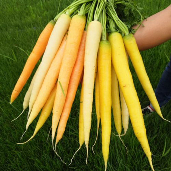 Rainbow Carrot Seeds, 0.5g