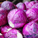 'Purple Crystal' Cabbage, 500 Seeds