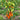 475 Dwarf Strelka Tomato, 5 Seeds