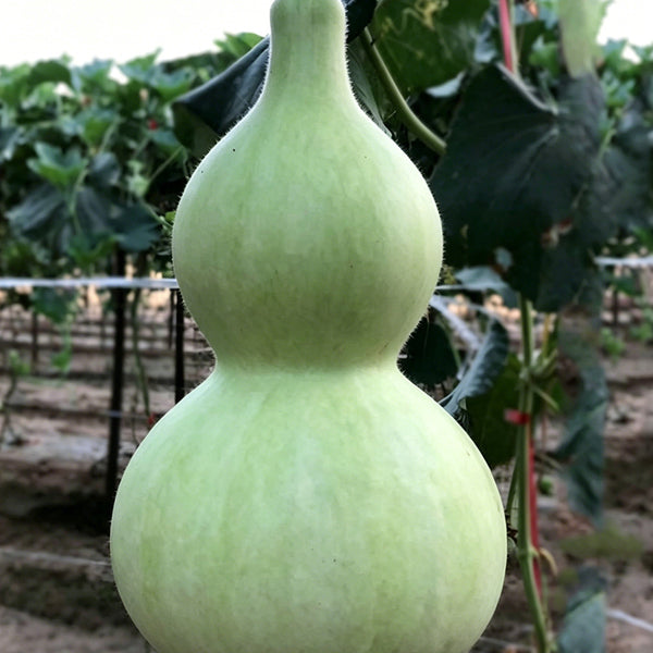 Extra-Large Bottle Gourd, 25 Seeds