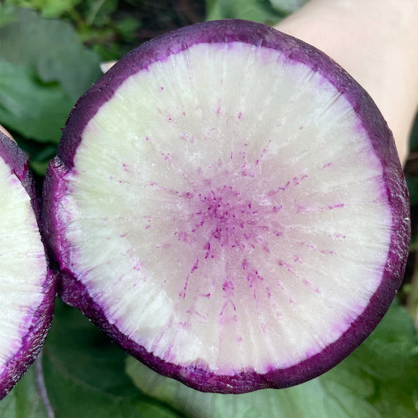 Rock Sugar Heart Purple Skin Fruit Radish, 60 Seeds