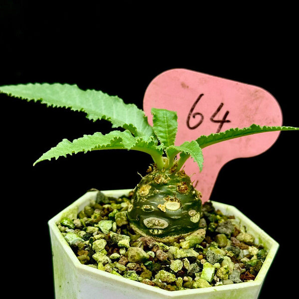 W955 Dorstenia crispa, 5 Seeds