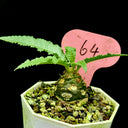 W955 Dorstenia crispa, 5 Seeds