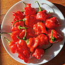 Bat Chili Seeds, 100 Seeds