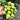 Green Jade Cherry Tomato, 10 Seeds