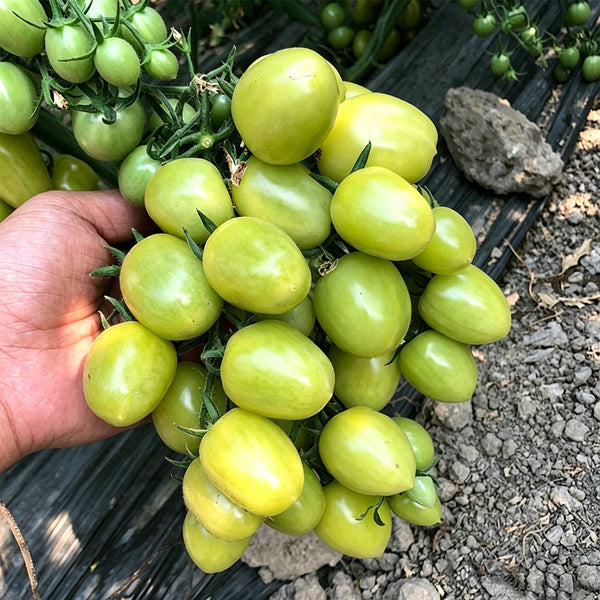 Green Jade Cherry Tomato, 10 Seeds